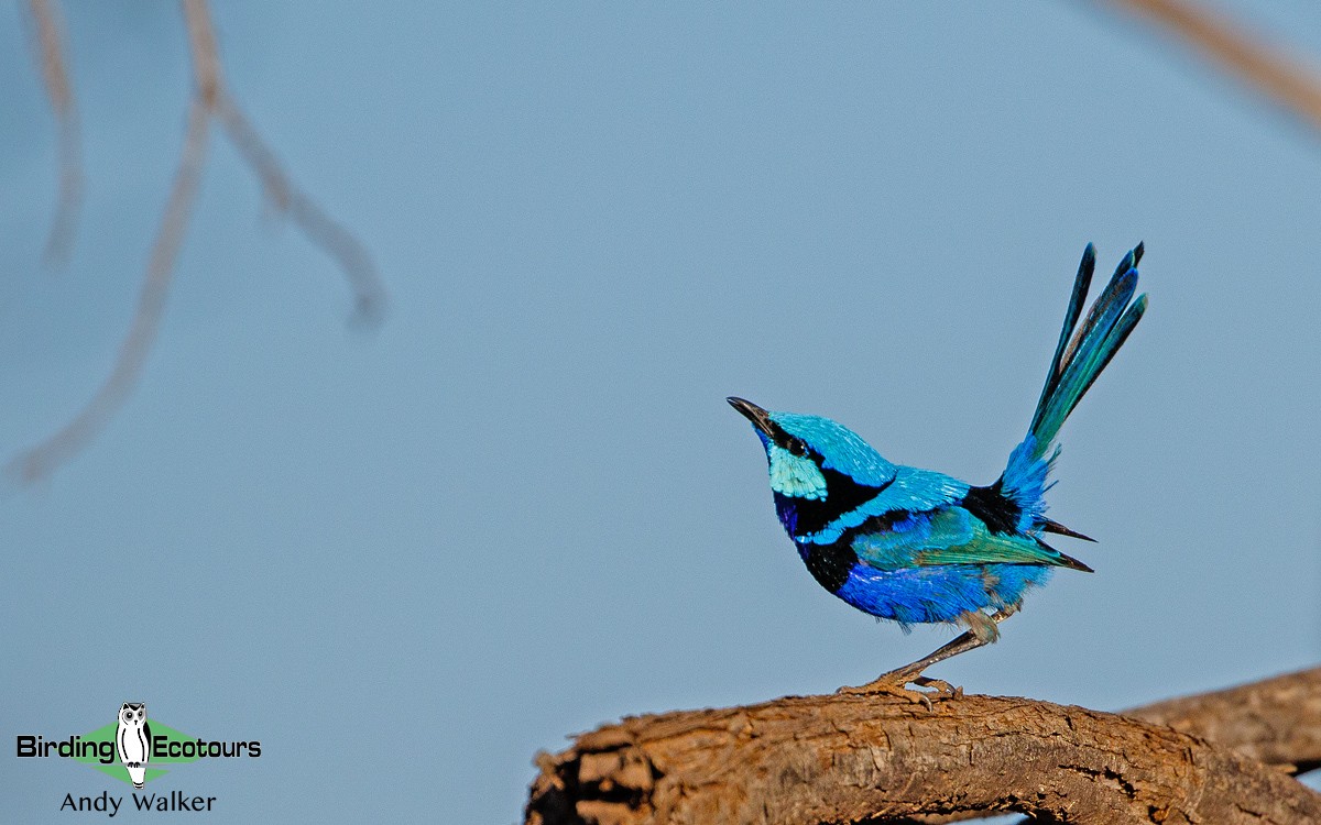 Splendid Fairywren - Andy Walker - Birding Ecotours