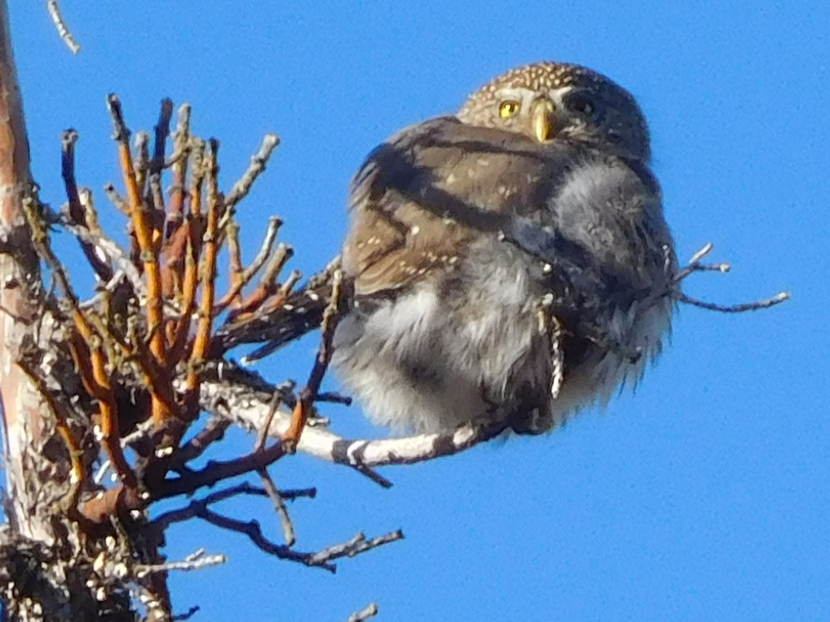 Northern Pygmy-Owl - ML188477551
