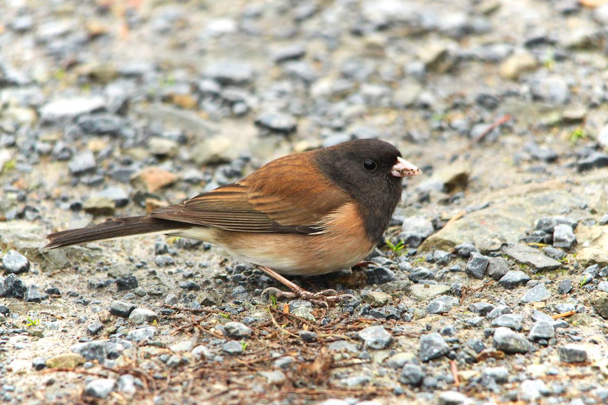 Junco ardoisé - ML188477871