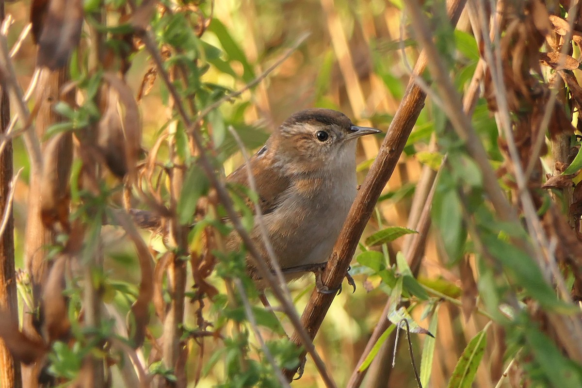 Marsh Wren - ML188478131