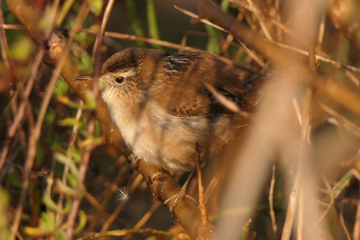 Marsh Wren - ML188478181