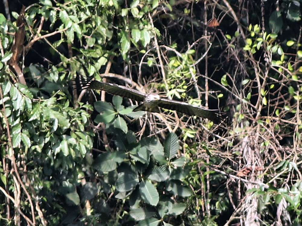 Changeable Hawk-Eagle - ML188478891