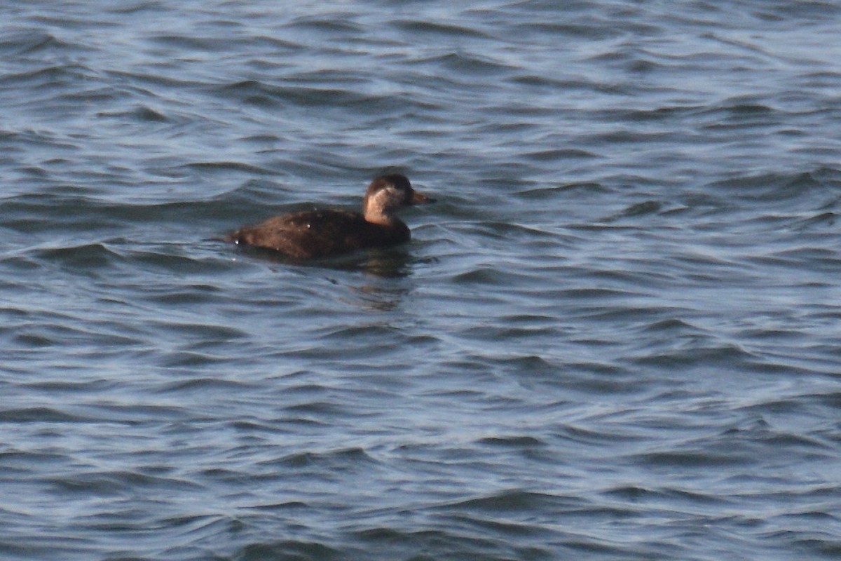 Black Scoter - ML188479281