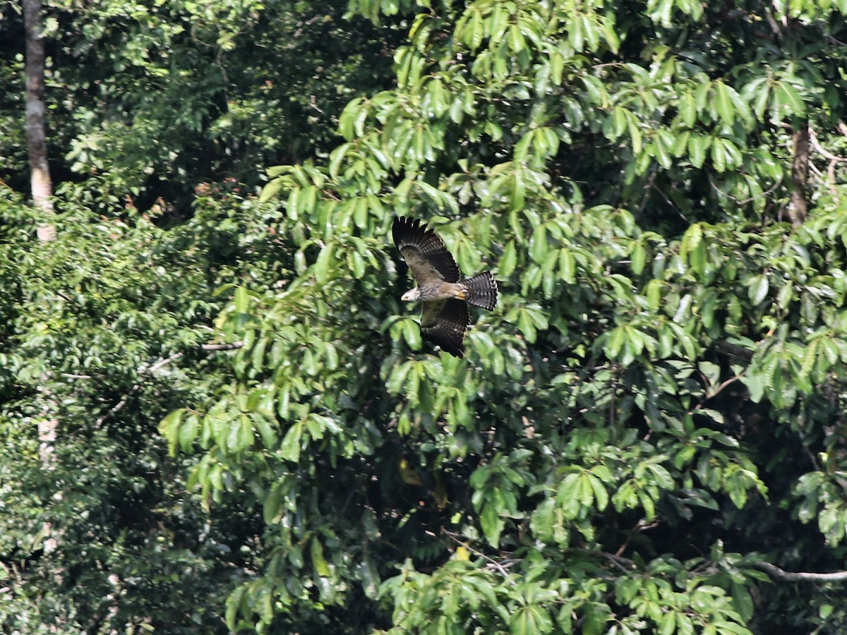 Águila Variable - ML188479291