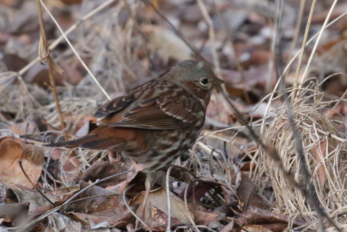 Fox Sparrow (Red) - ML188480711