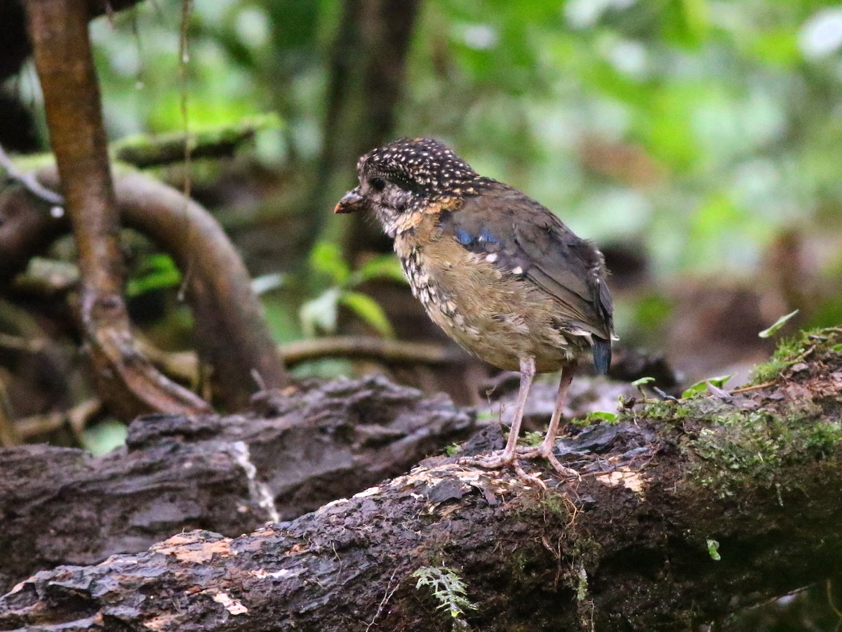 sumatrapitta - ML188482311