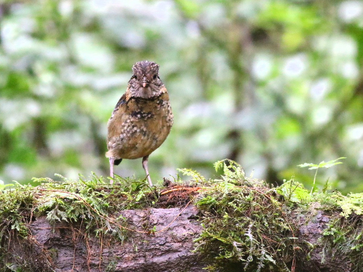 sumatrapitta - ML188482751