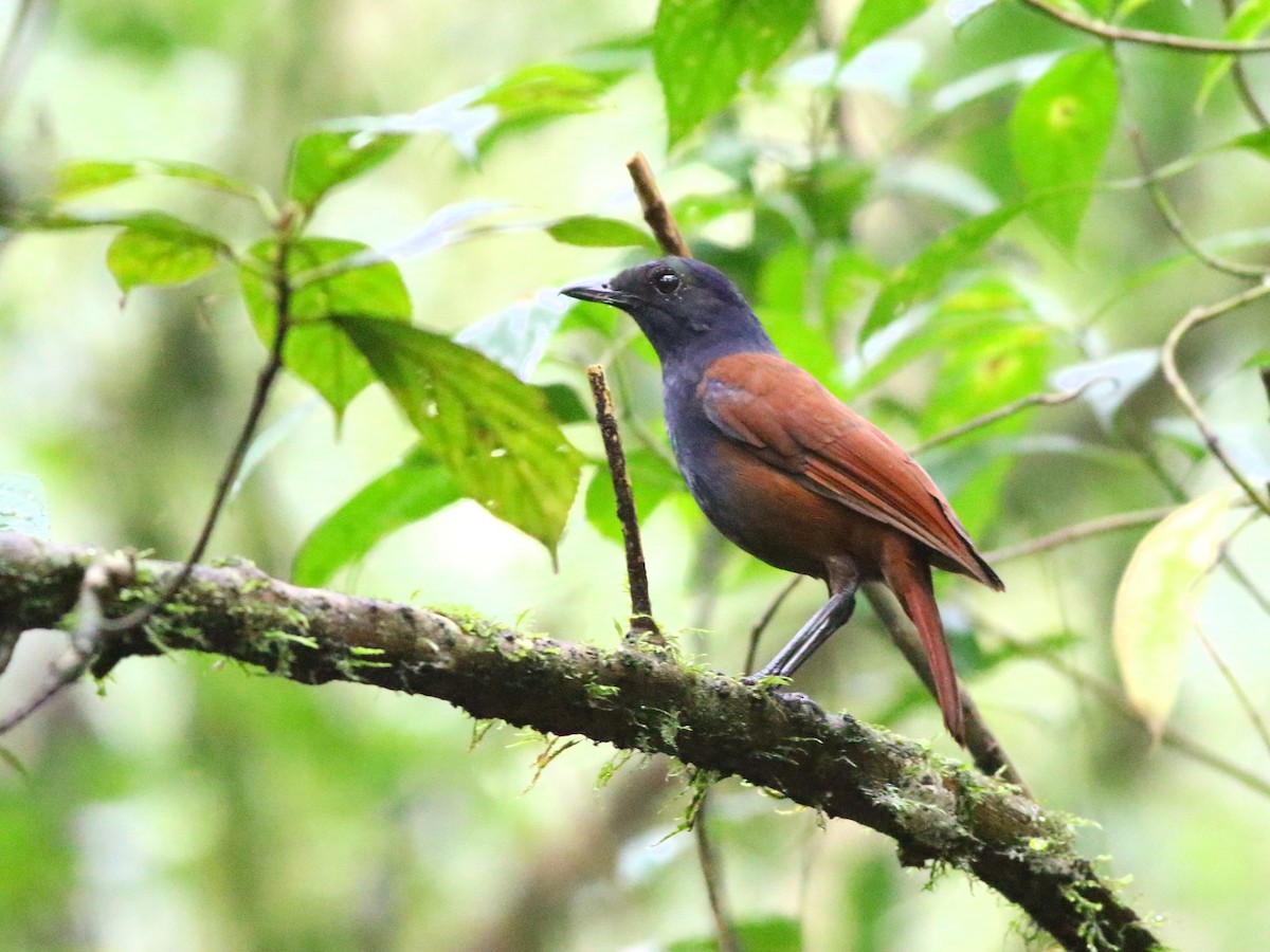 Sumatran Whistling-Thrush - ML188483321