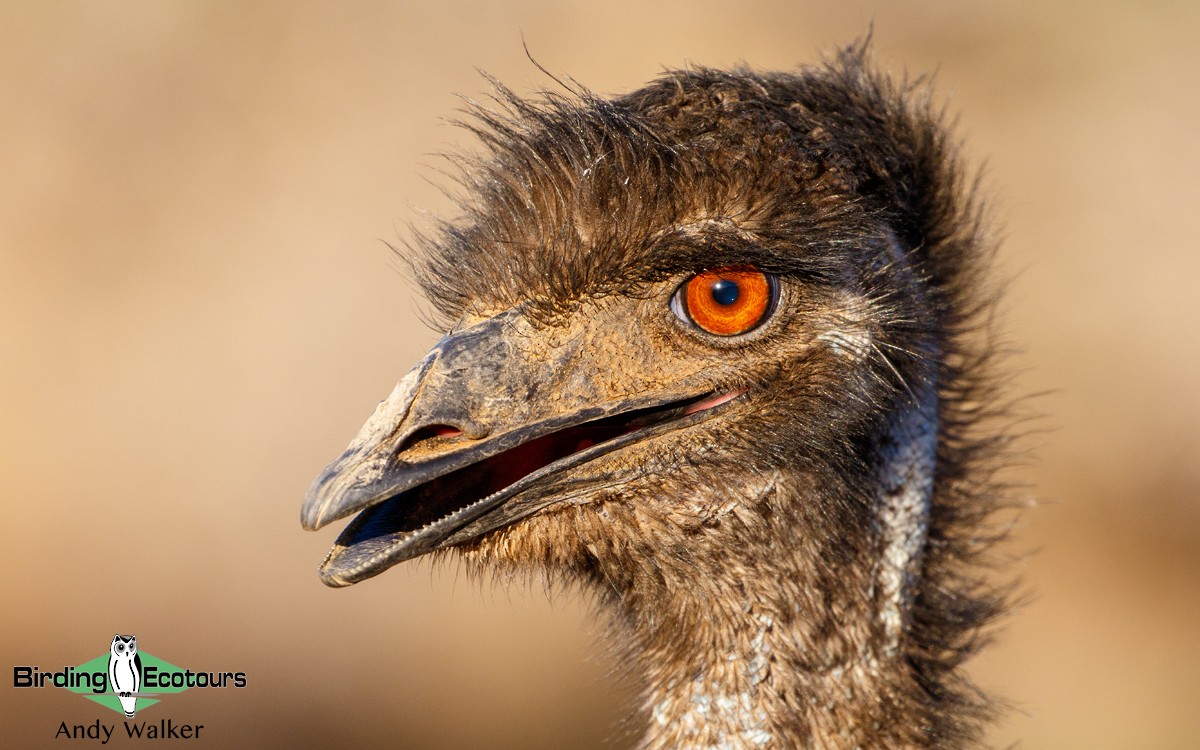 Emu - Andy Walker - Birding Ecotours