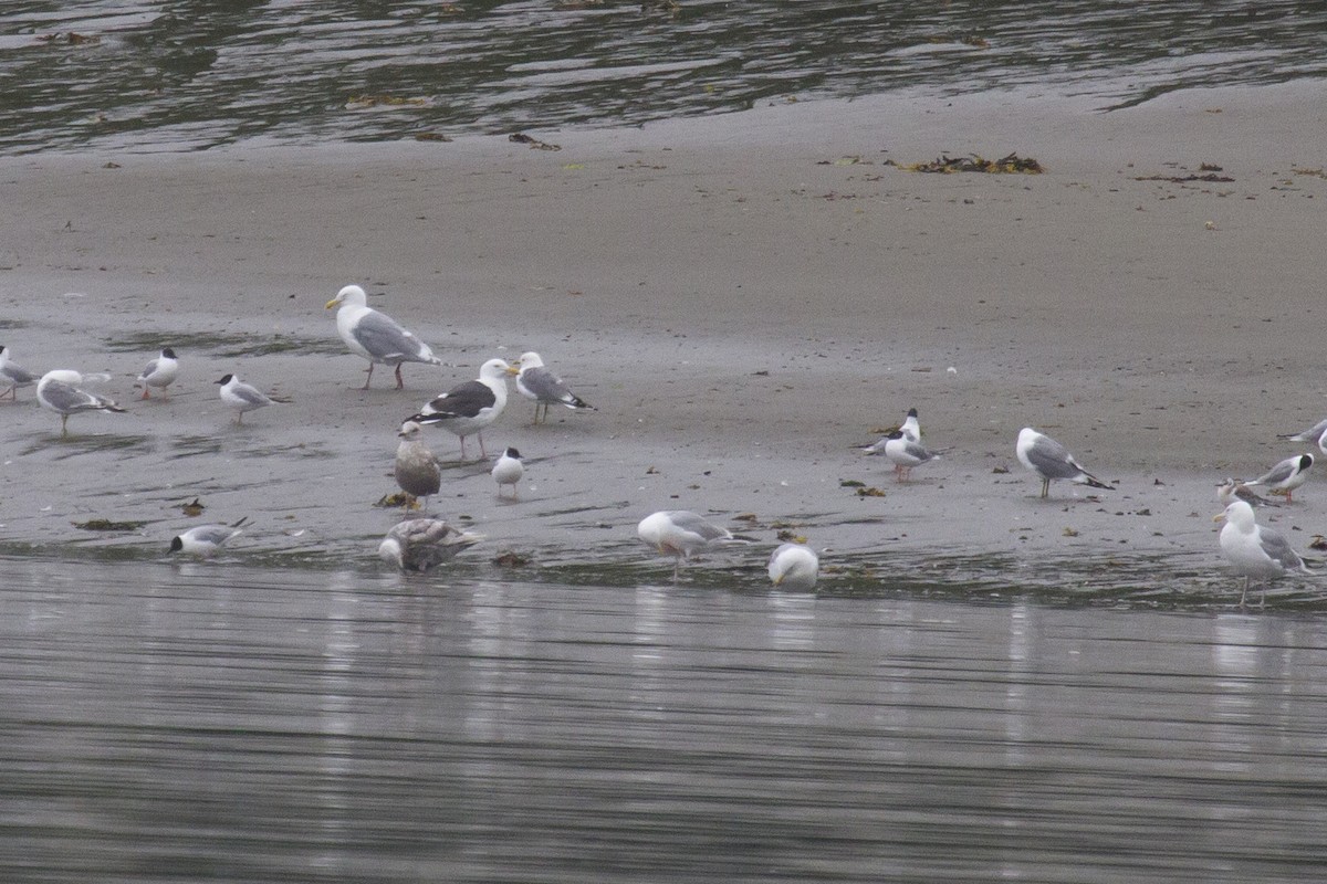 Slaty-backed Gull - ML188483941