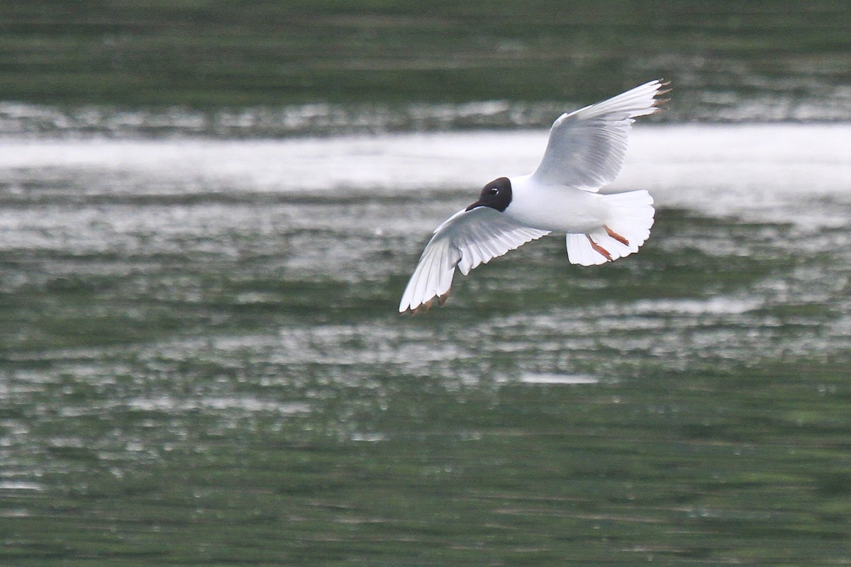 Bonaparte's Gull - ML188484041