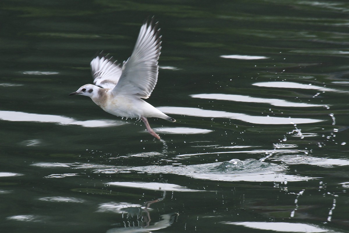 Bonaparte's Gull - ML188484081