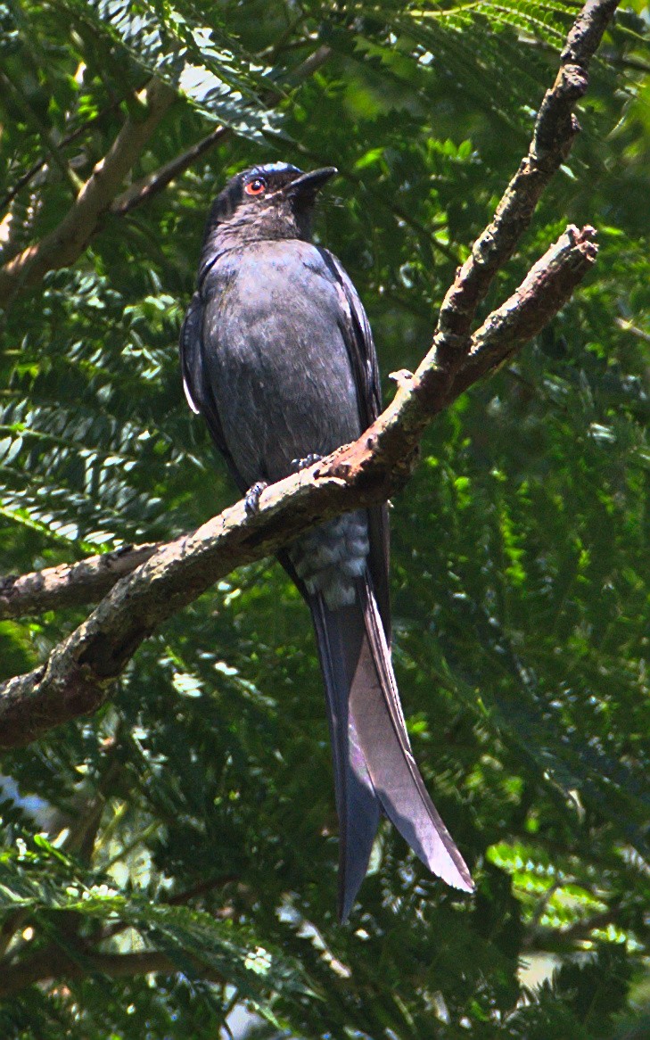 Ashy Drongo - Rajesh G H