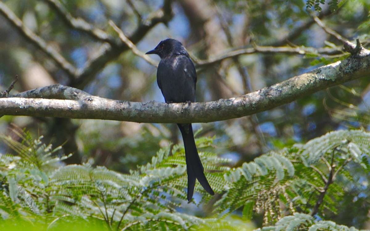 drongo kouřový - ML188484471