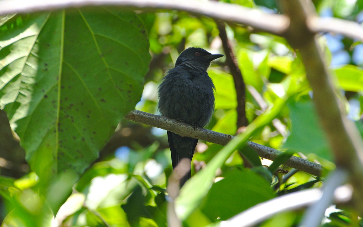 Ashy Drongo - Rajesh G H