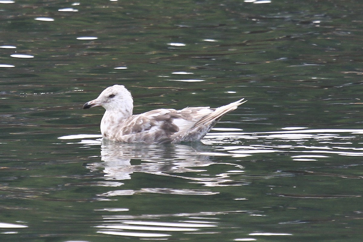 gull sp. - ML188484551