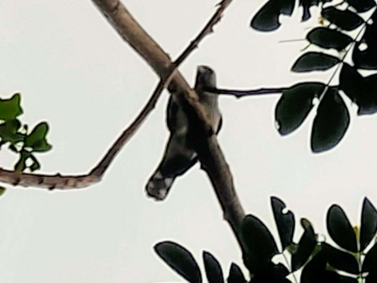 Black-winged Cuckooshrike - ML188484921