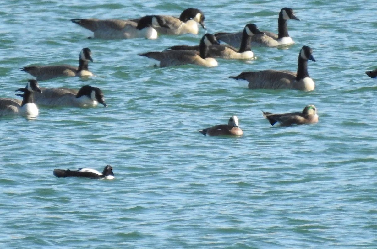 American Wigeon - Glenn Pearson