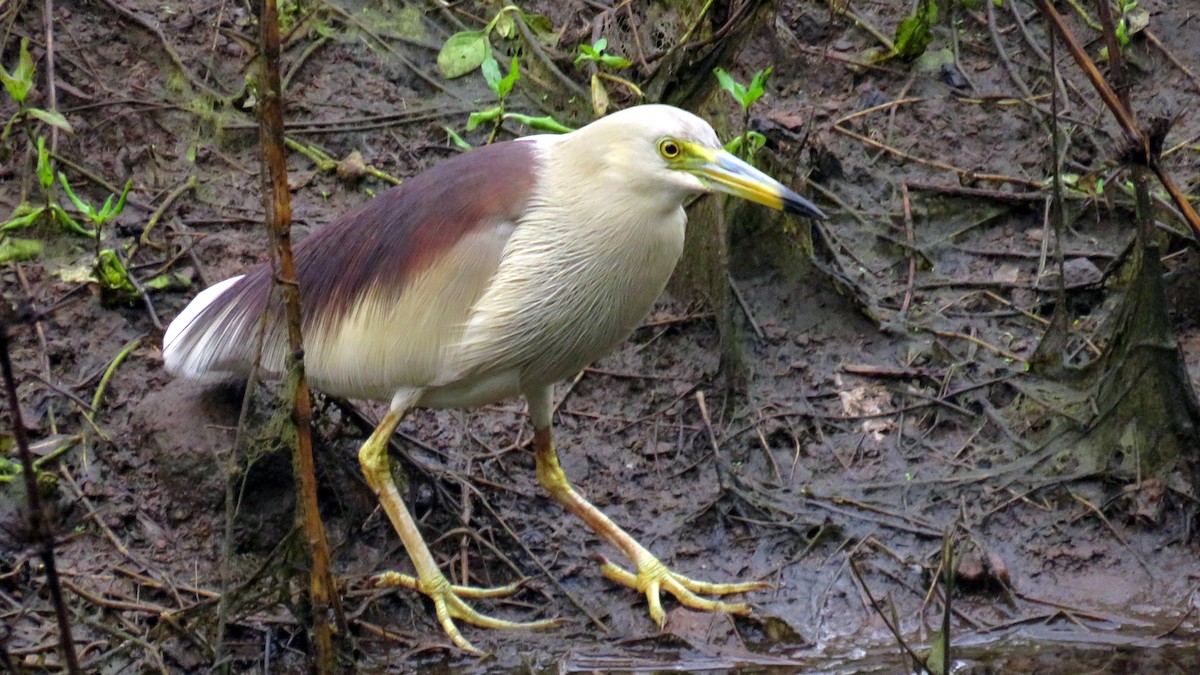 Indian Pond-Heron - ML188487781