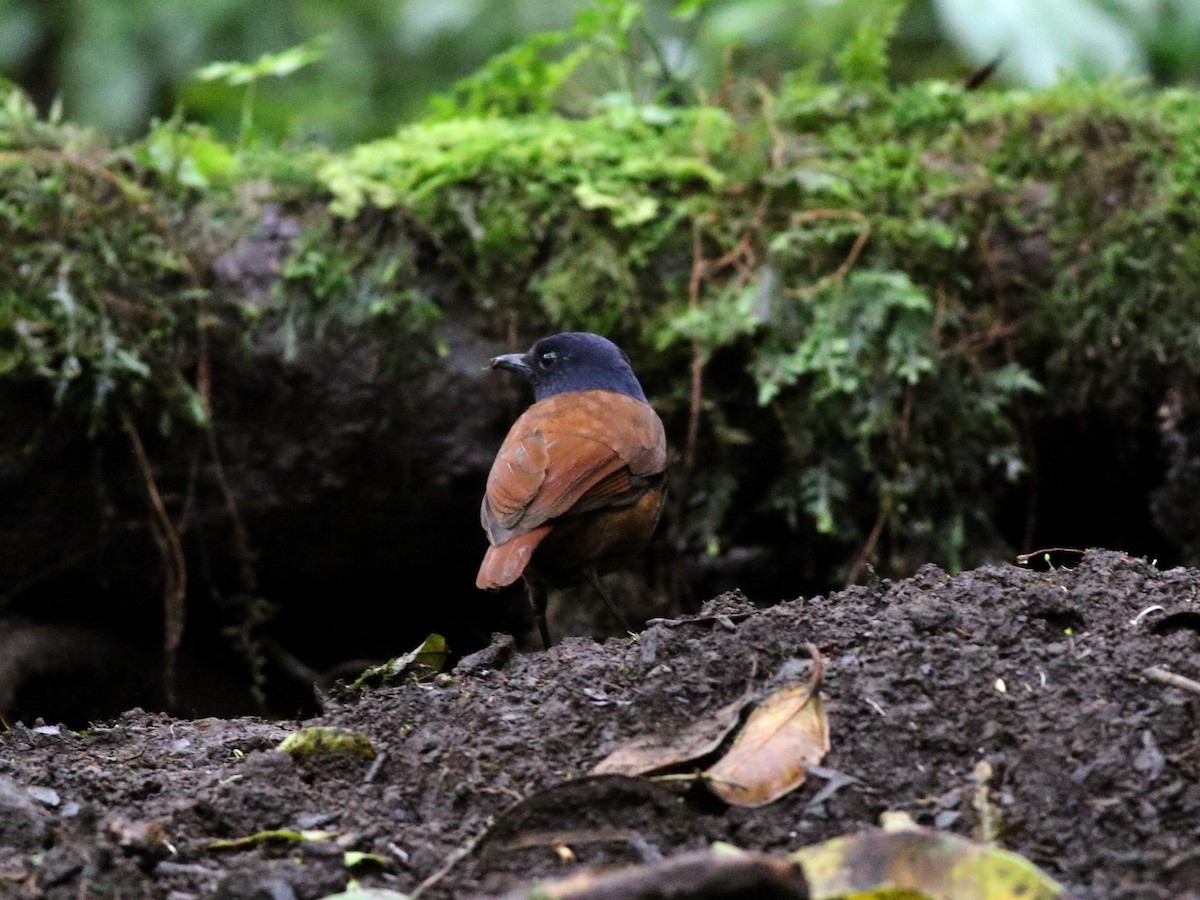 Sumatran Whistling-Thrush - ML188489251