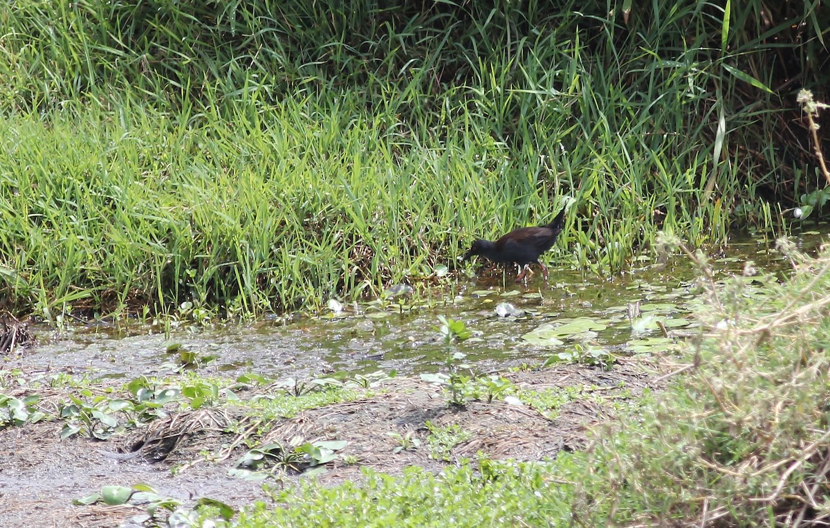 Spotless Crake - ML188491621
