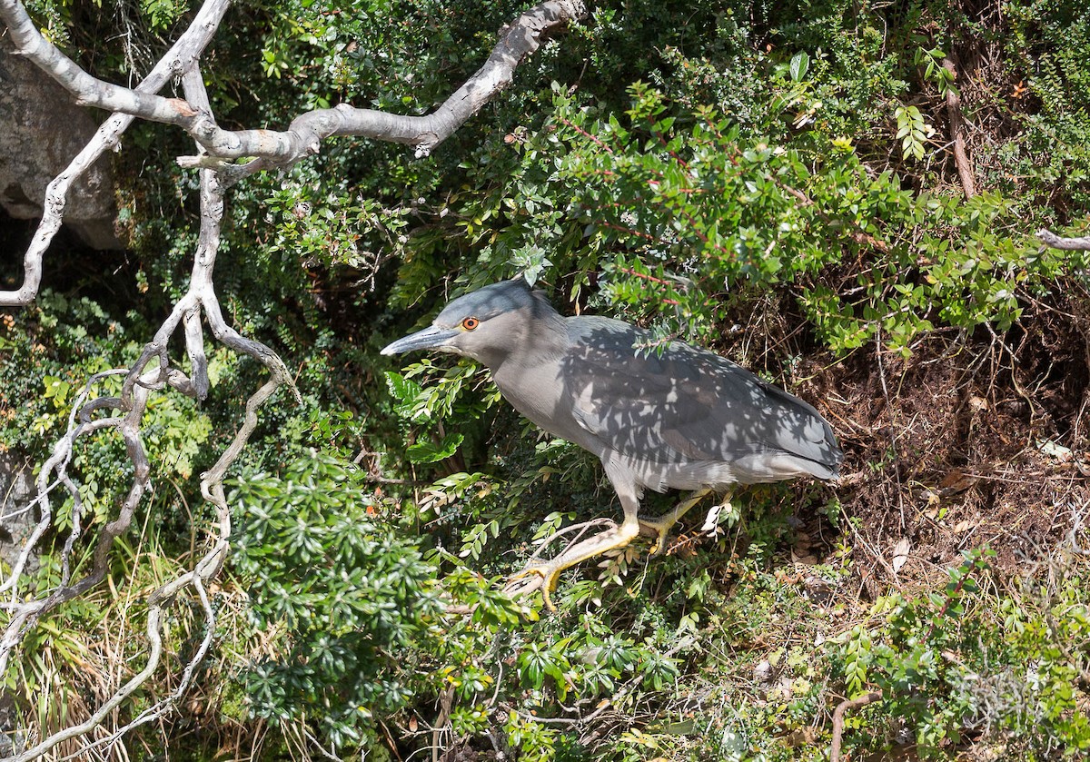 Black-crowned Night Heron - ML188491831