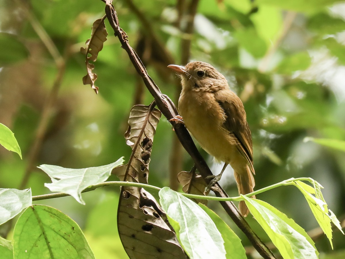 Pale-billed Scrubwren - ML188492171