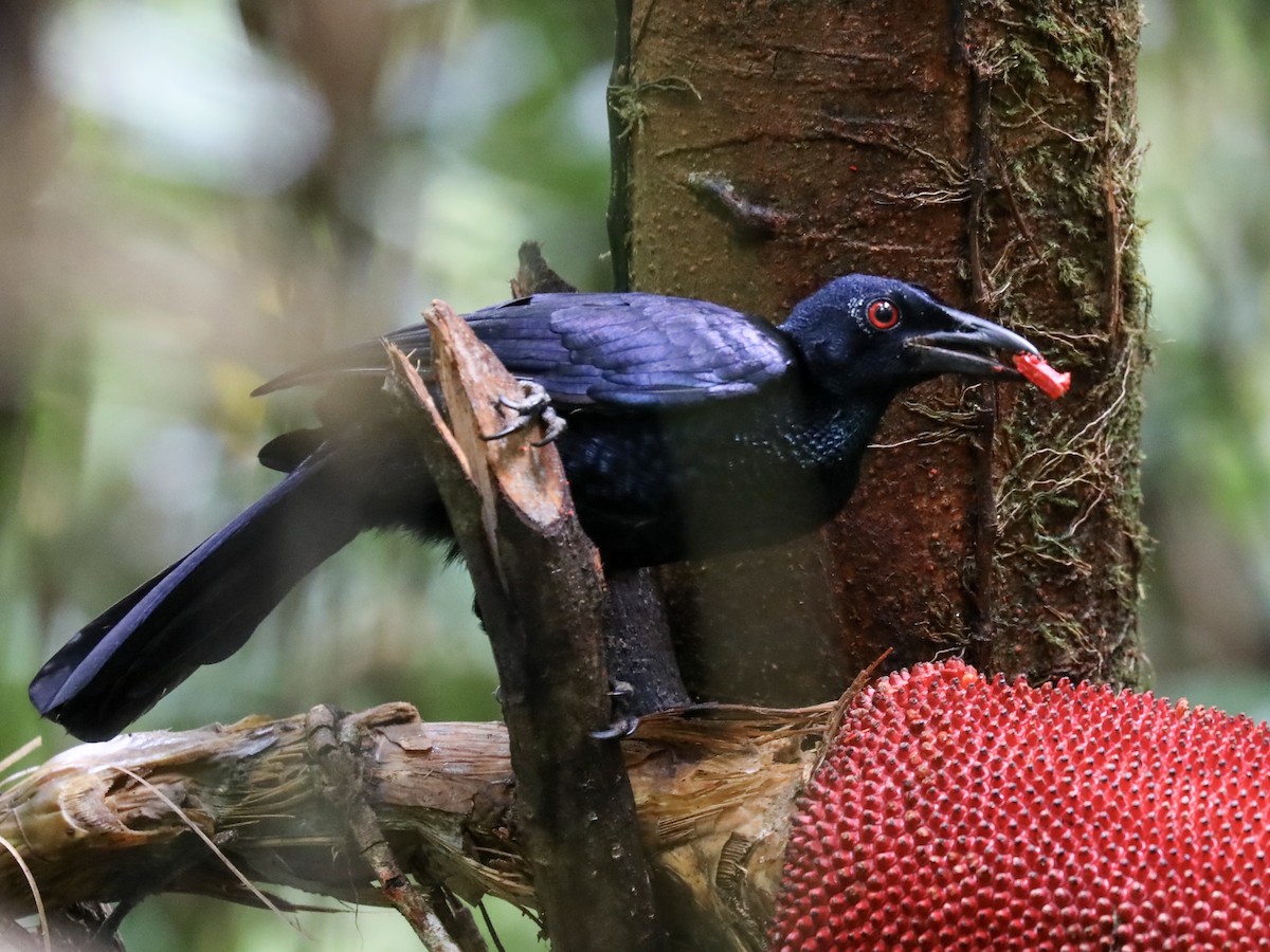 Glossy-mantled Manucode - Anonymous