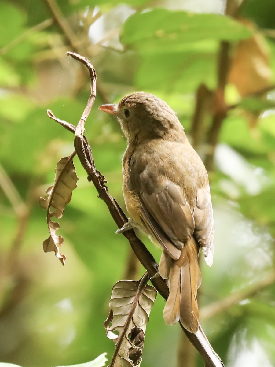 Pale-billed Scrubwren - ML188492341