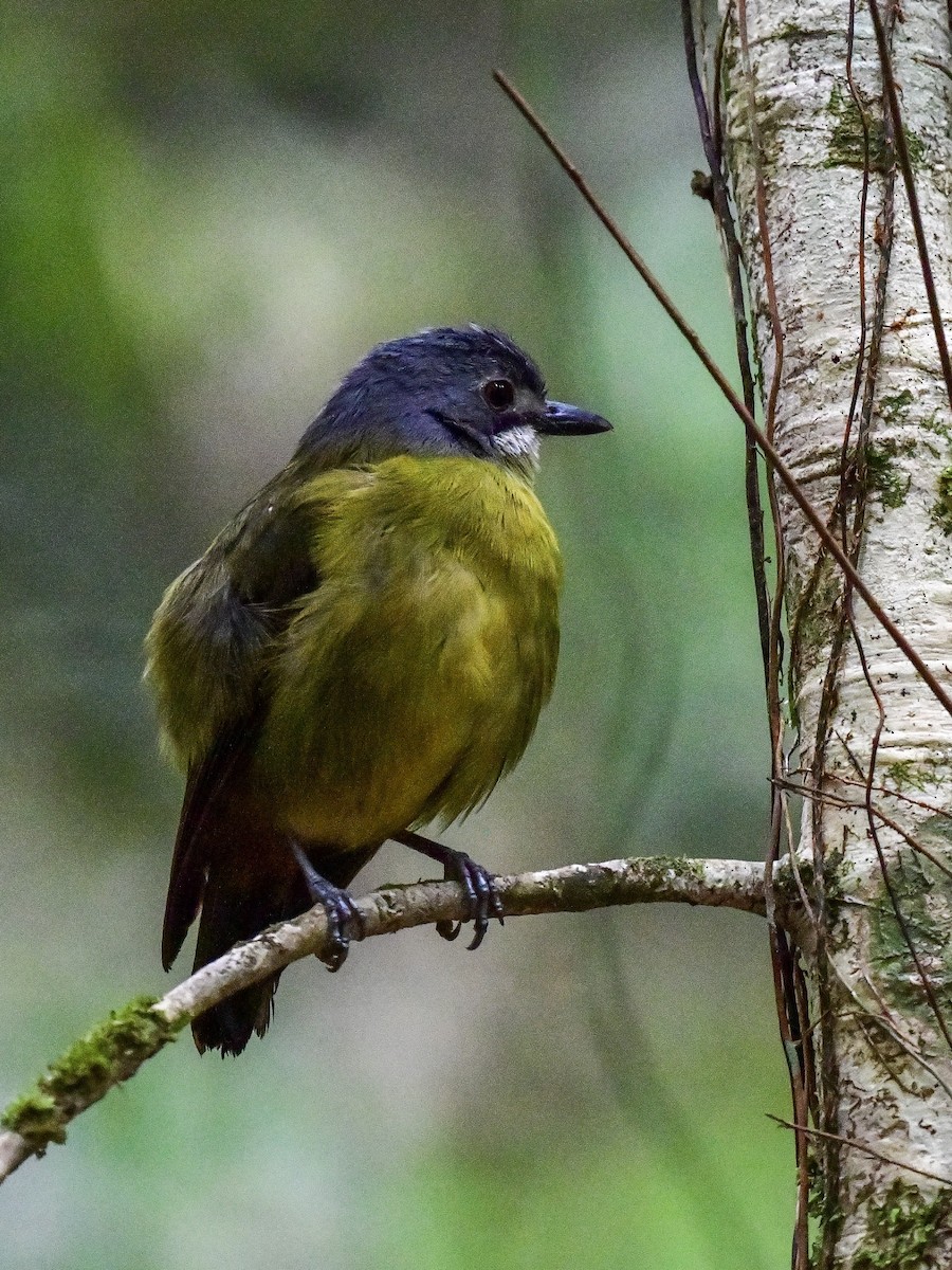 Green-backed Robin - Anonymous