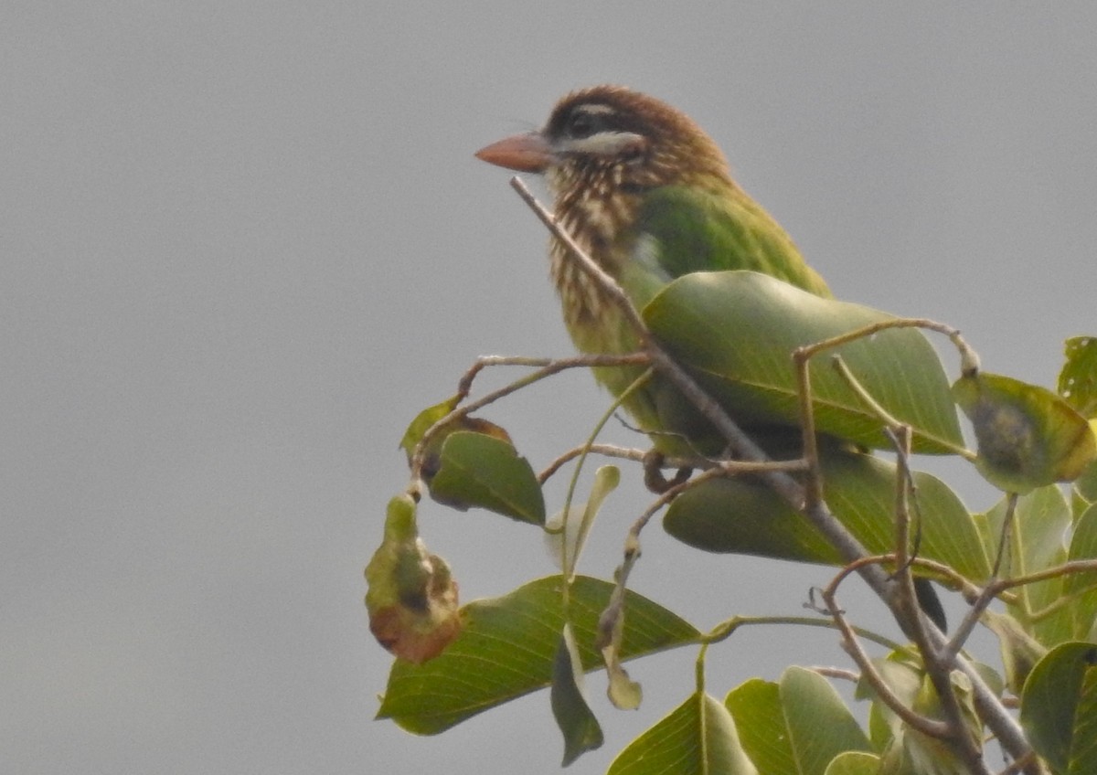 White-cheeked Barbet - G Parameswaran