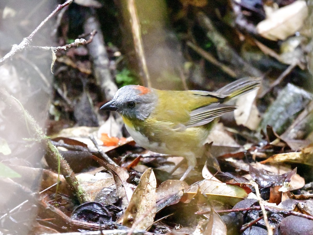 Rufous-naped Bellbird - ML188493631