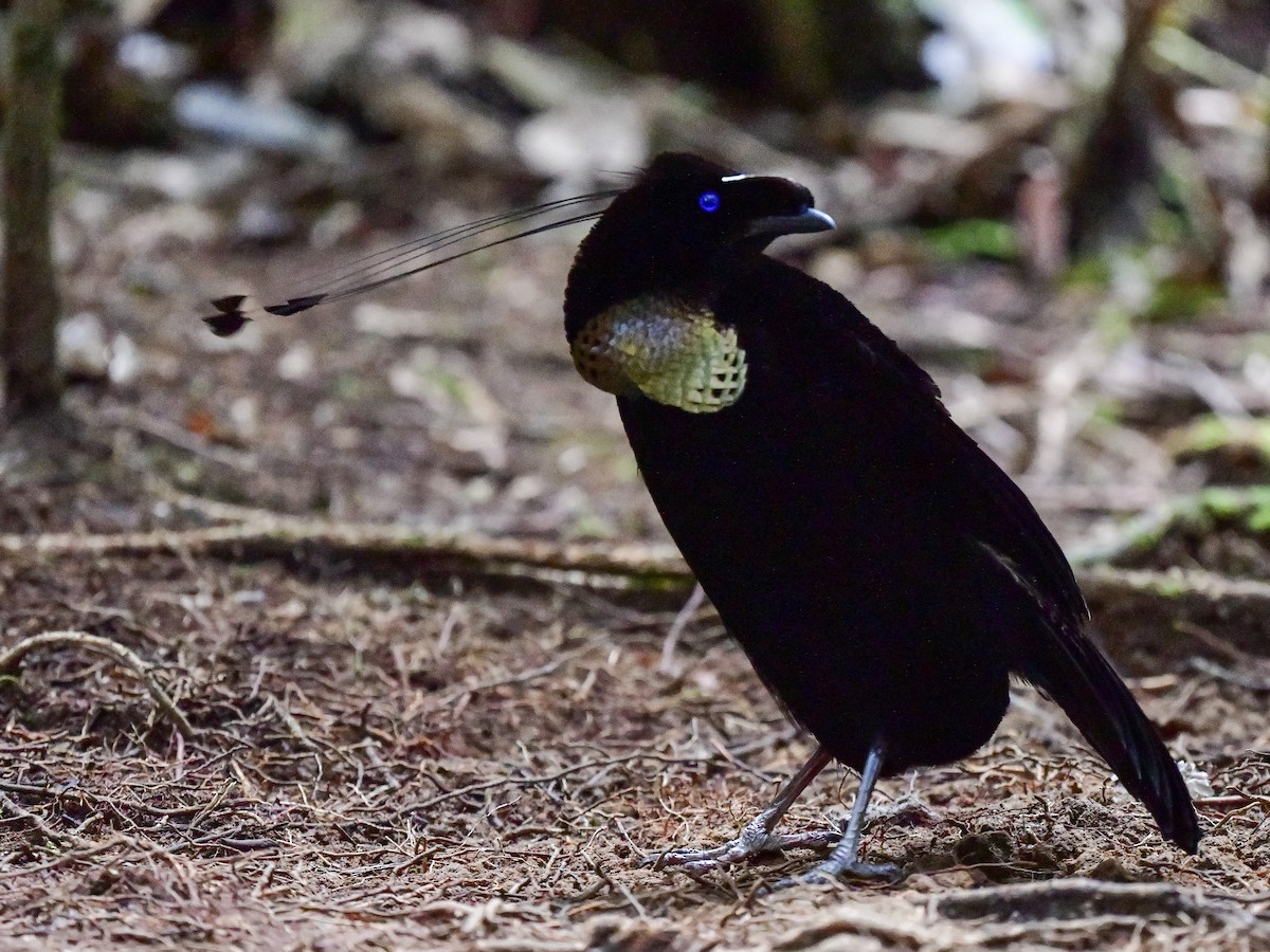 Western Parotia - ML188493891