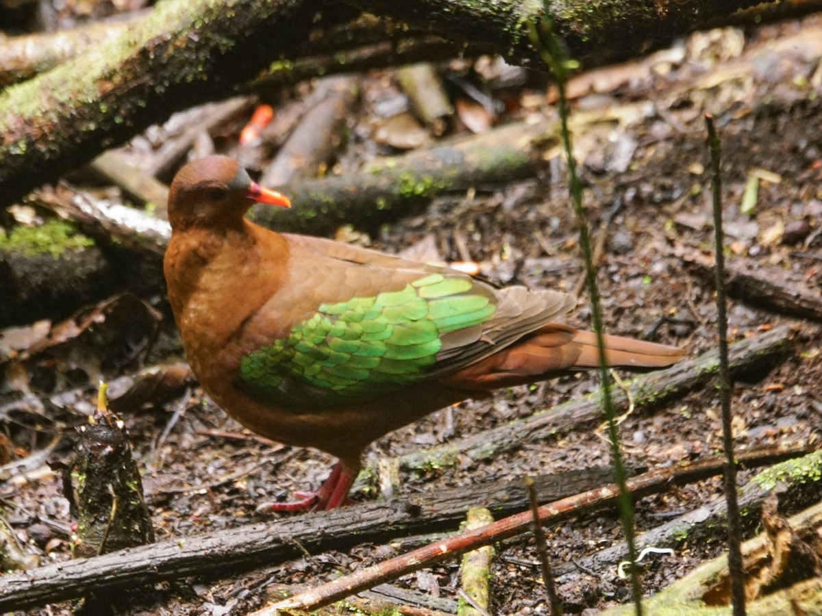 Pacific Emerald Dove - ML188494531