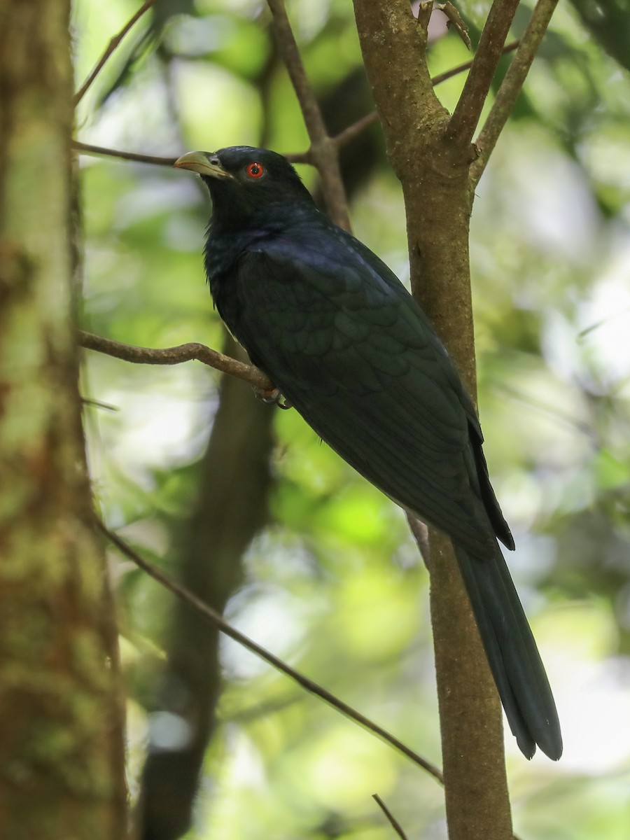 Pacific Koel - ML188494671