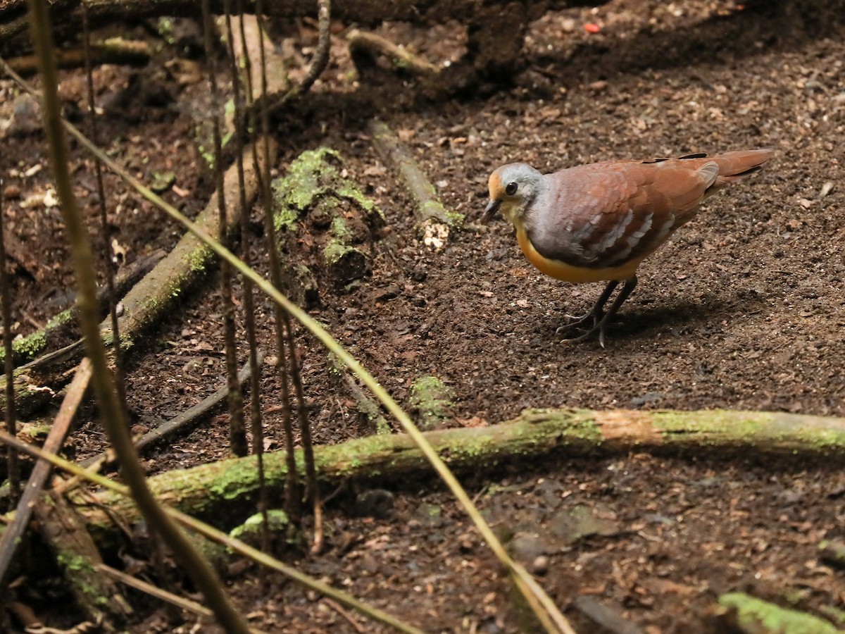 Cinnamon Ground Dove - ML188494881