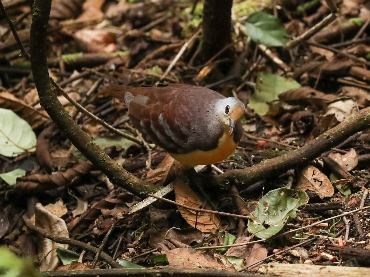 Cinnamon Ground Dove - ML188494891