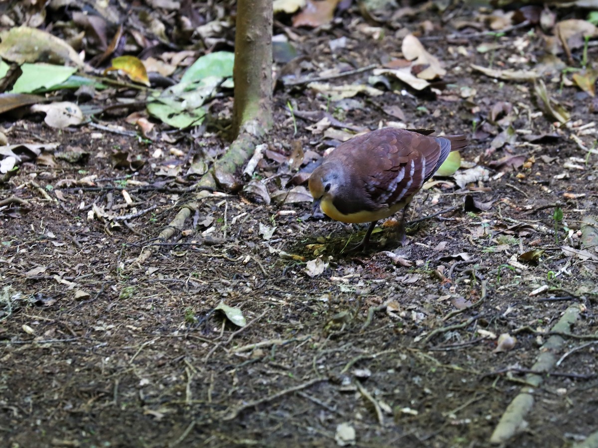 Cinnamon Ground Dove - ML188494901