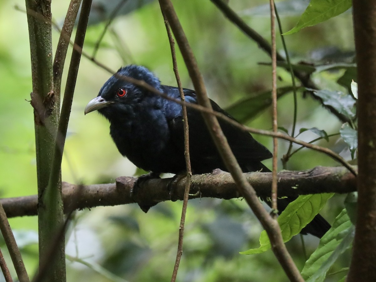 Pacific Koel - Anonymous