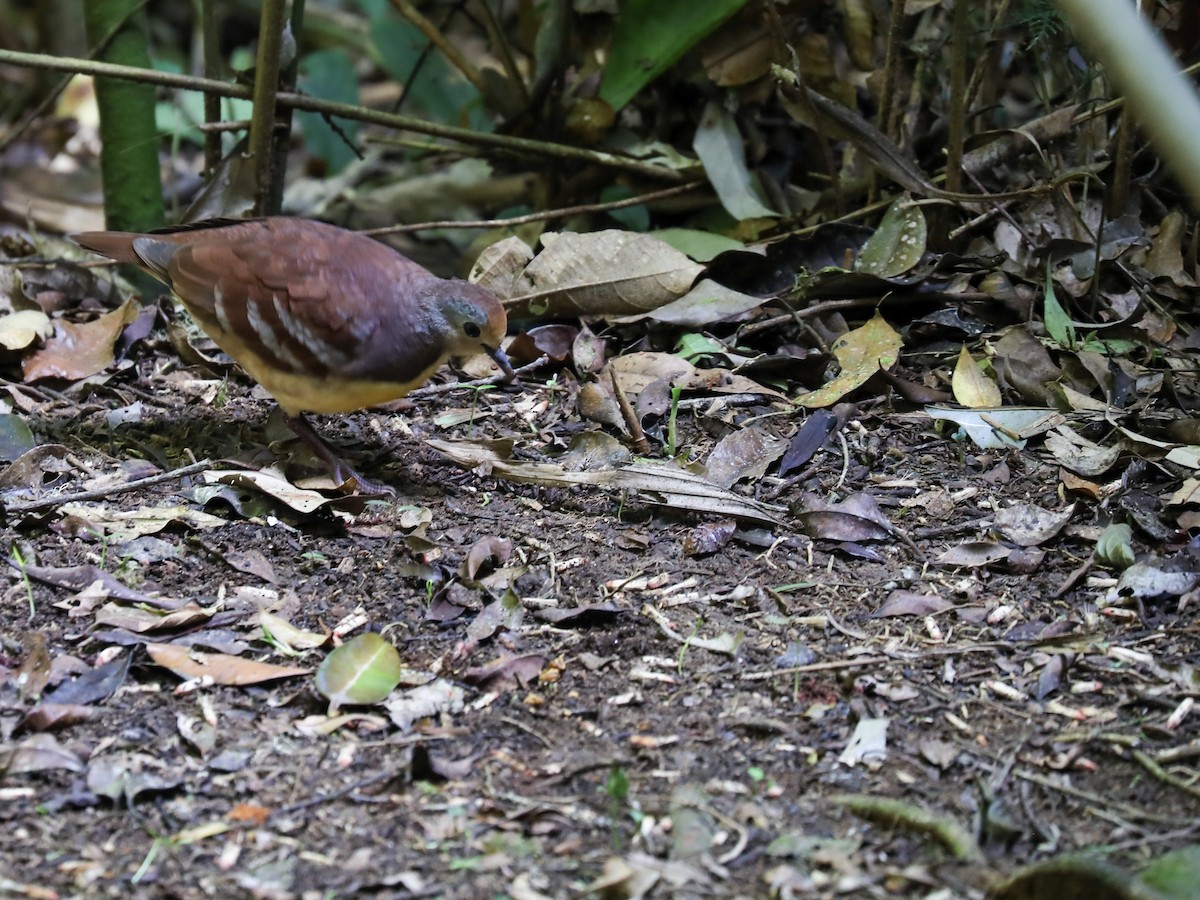 Cinnamon Ground Dove - ML188495021