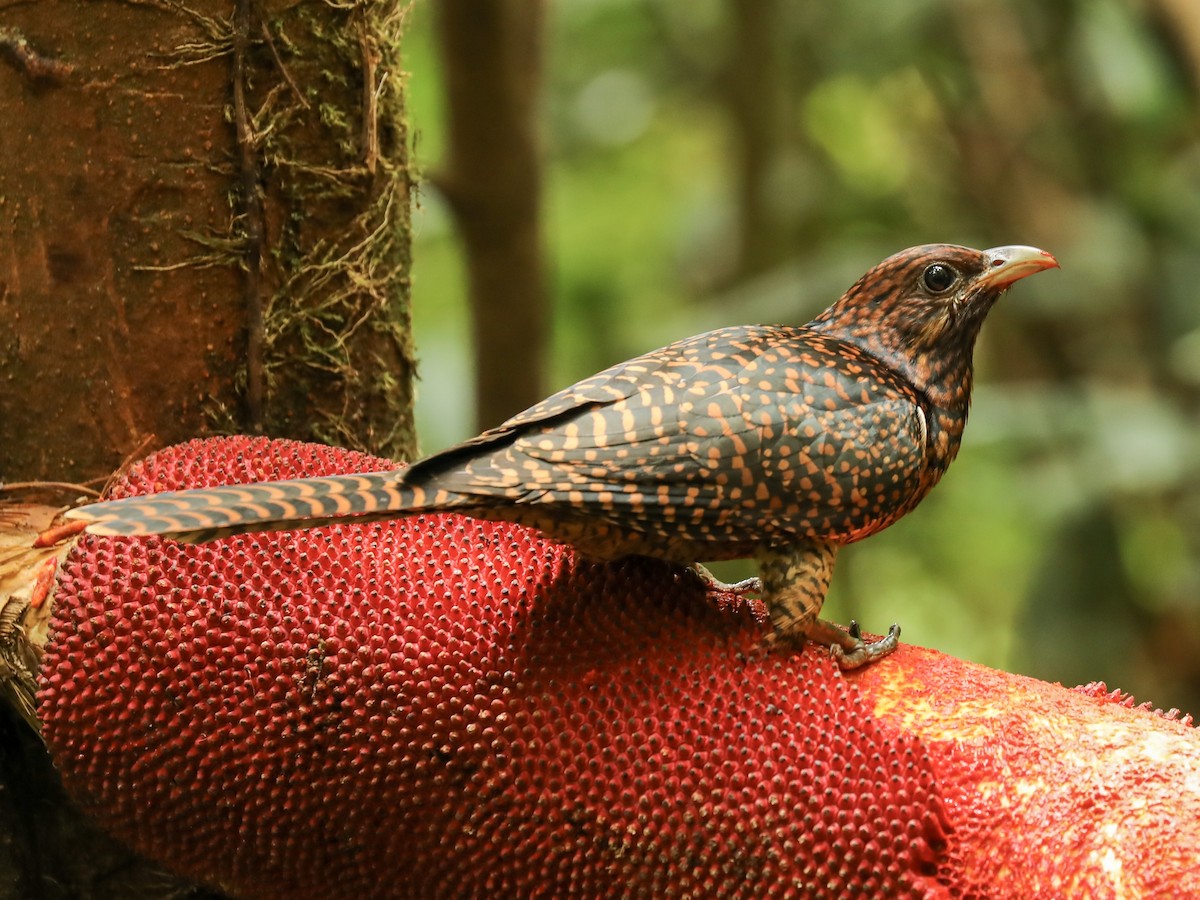 grånebbkoel - ML188495051