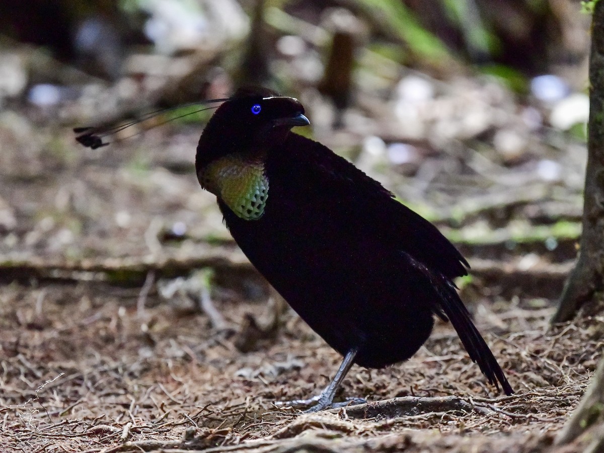 Western Parotia - Anonymous