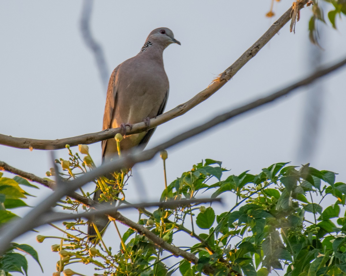 珠頸斑鳩 - ML188497201