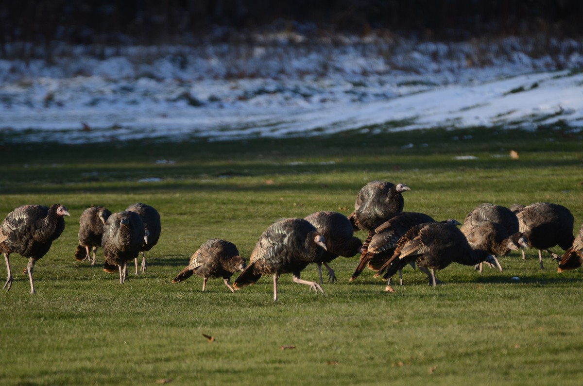 Wild Turkey - Richard Garrigus