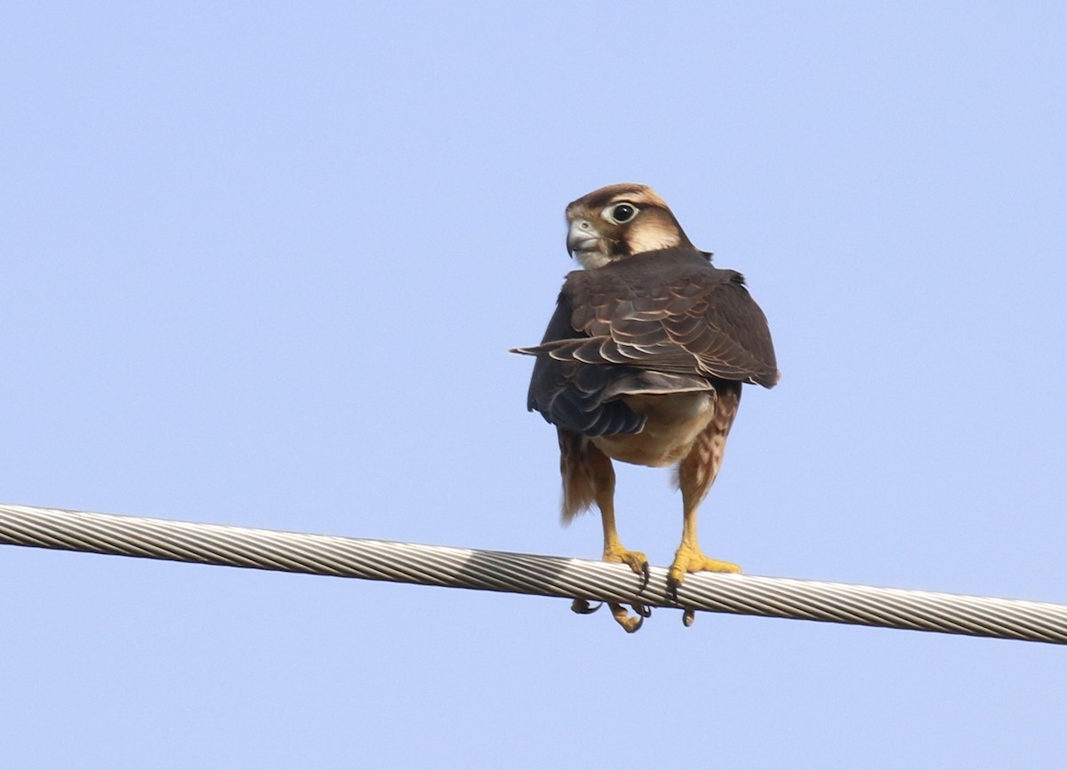 Lanner Falcon - ML188501981