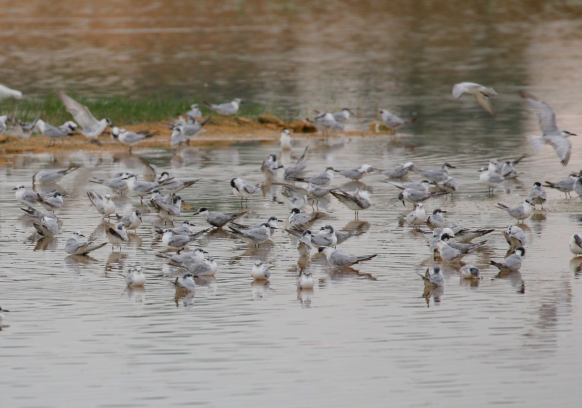 Whiskered Tern - ML188502261