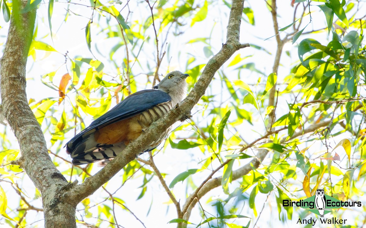 Pacific Baza - Andy Walker - Birding Ecotours