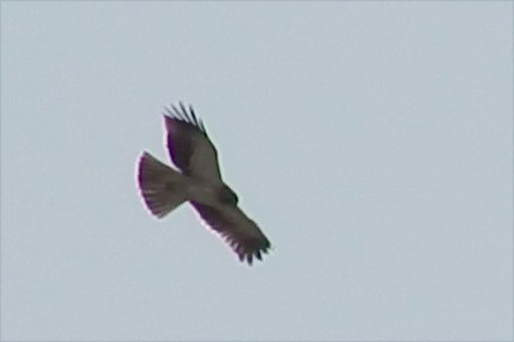 Booted Eagle - ML188503631