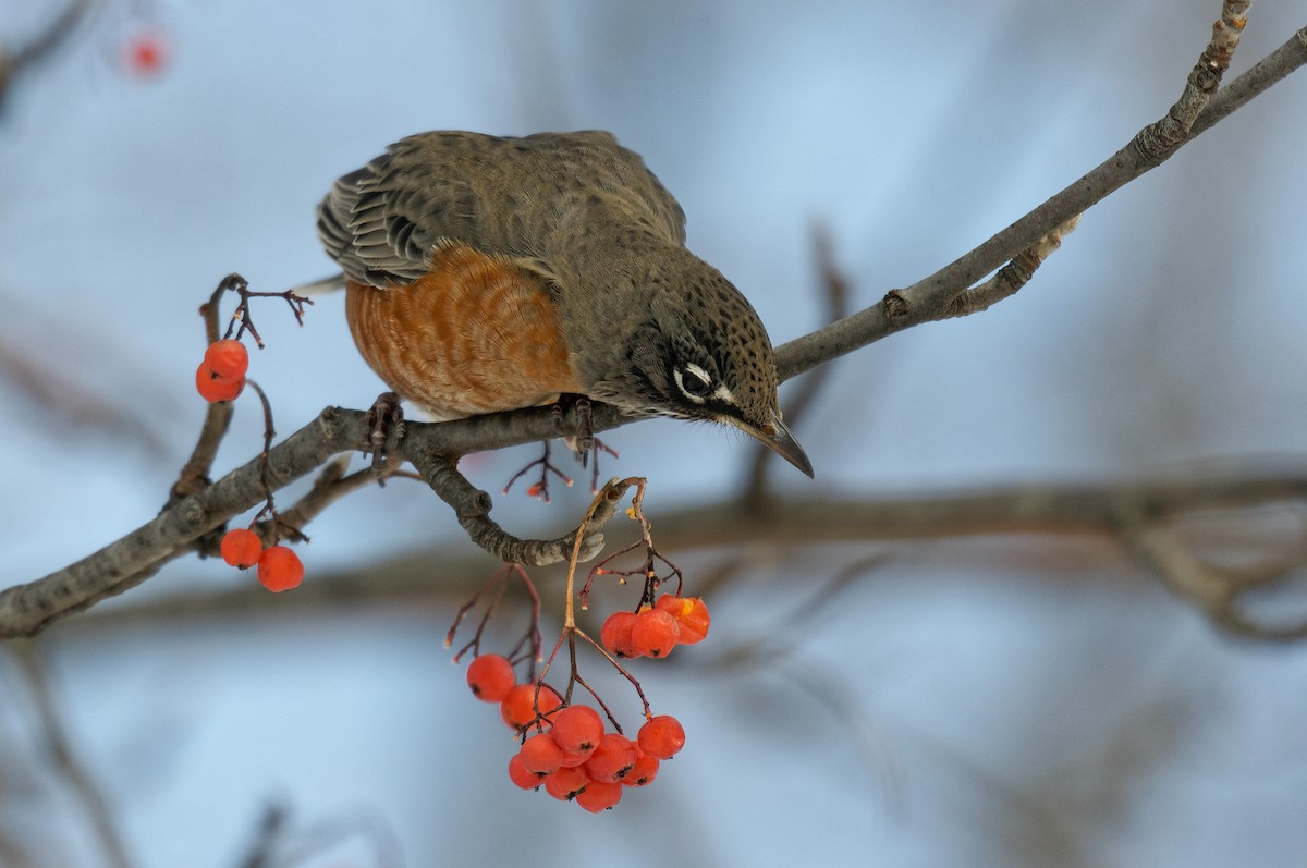 American Robin - Etienne Artigau🦩