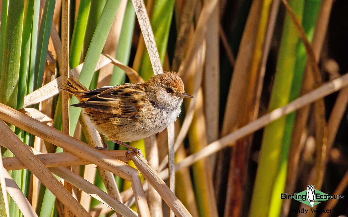 Little Grassbird - Andy Walker - Birding Ecotours